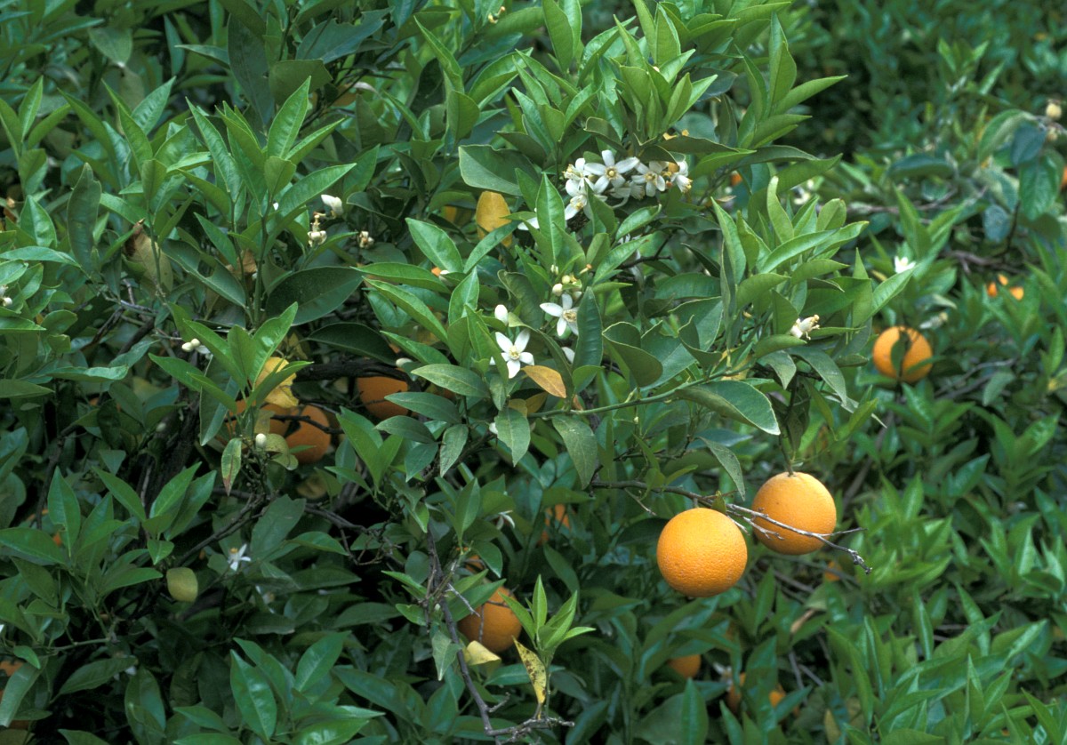 Citrus sinensis Citrus sinensis